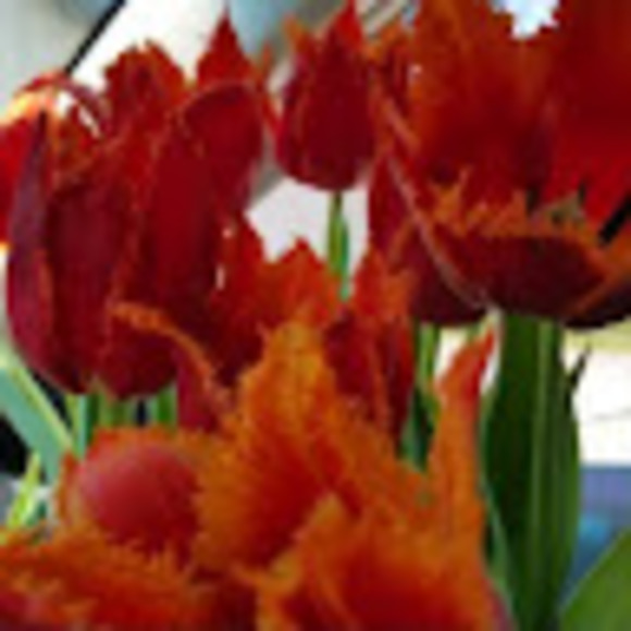 Meet your Posher, Amy - Picture 1 of 1